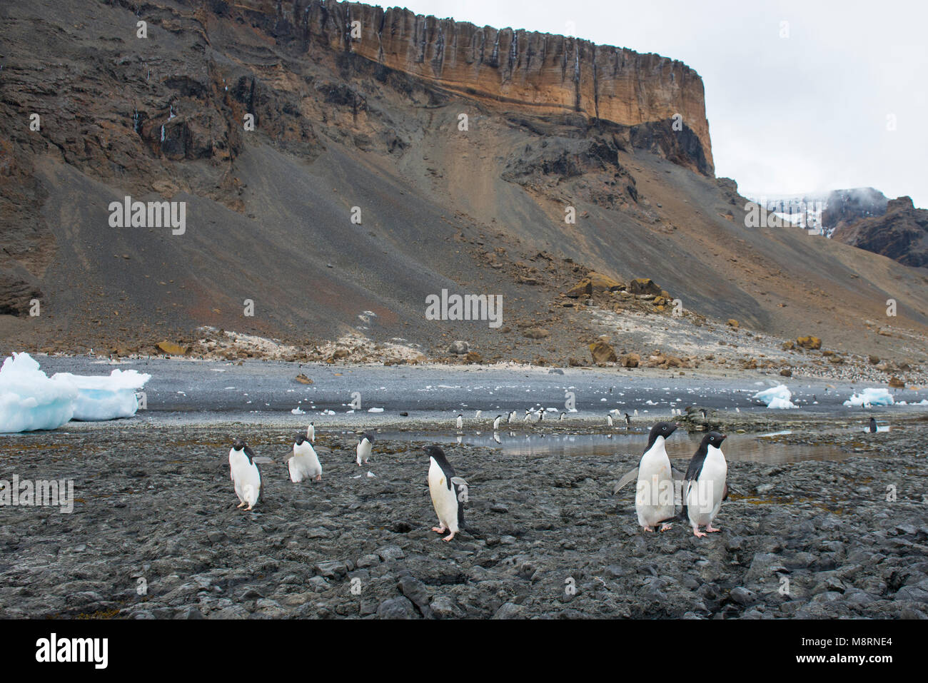 A group of Adelie penguins walk along the rocky shoreline at Brown Bluff, Antarctica. Stock Photo