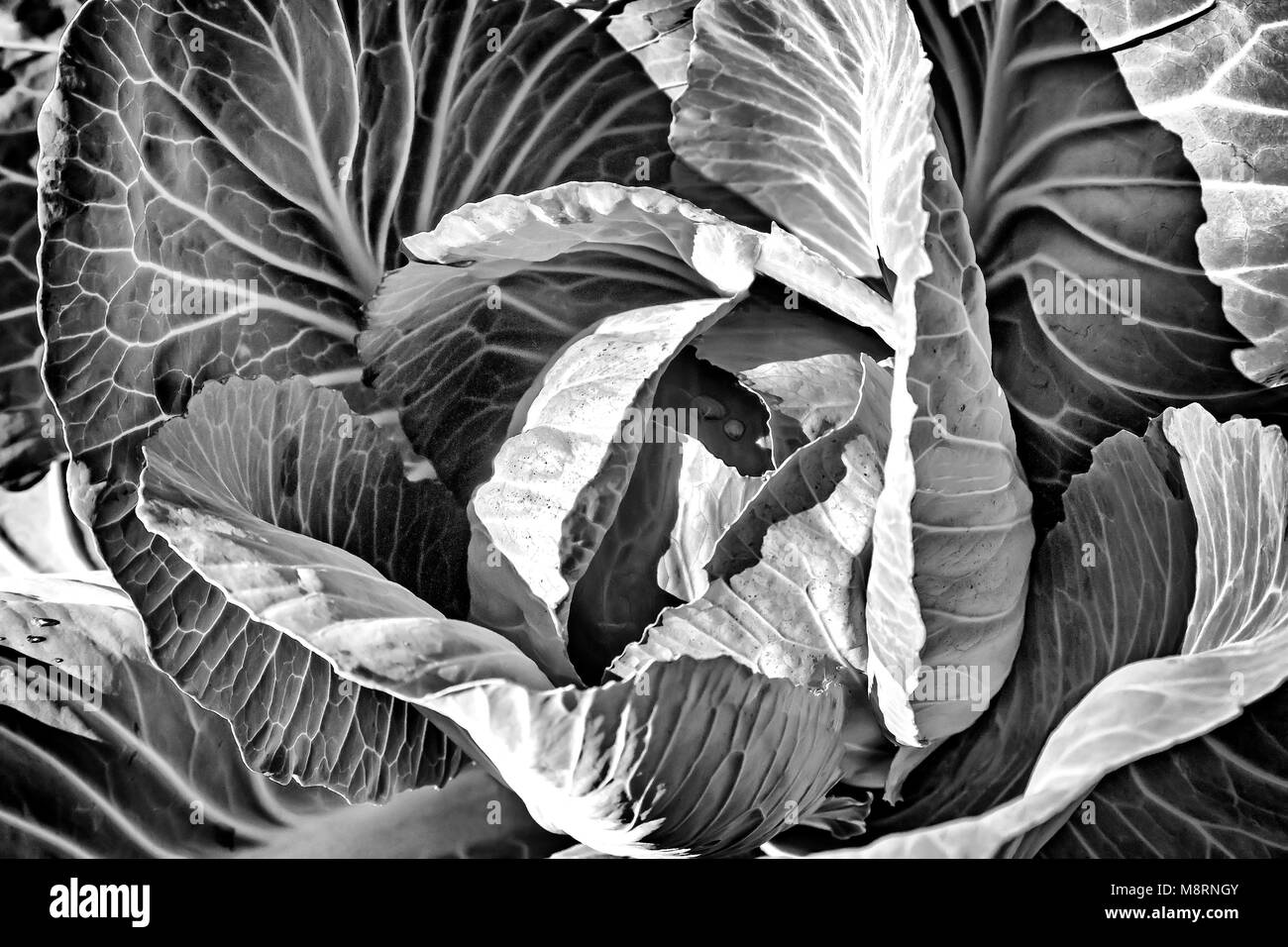 Growing in the garden cabbage. Stock Photo