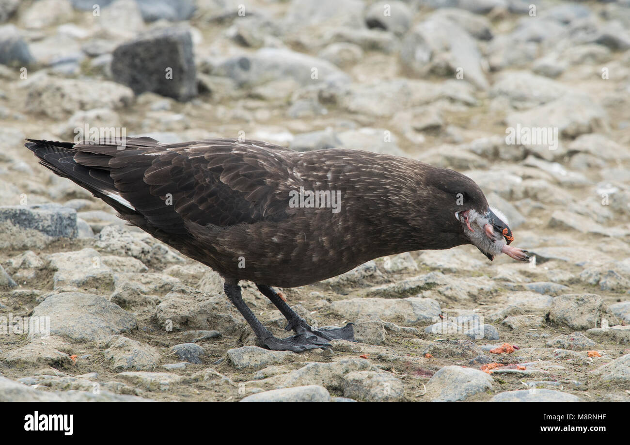 A Brown skua kills and eats an Adelie penguin chick in  