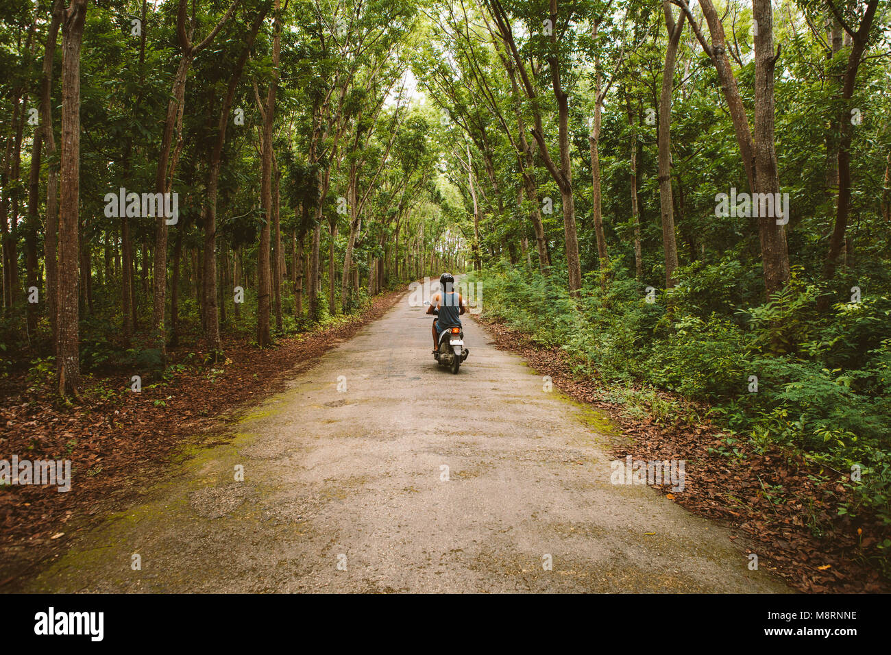 Rear view of man riding motor scooter on road amidst trees at forest Stock Photo