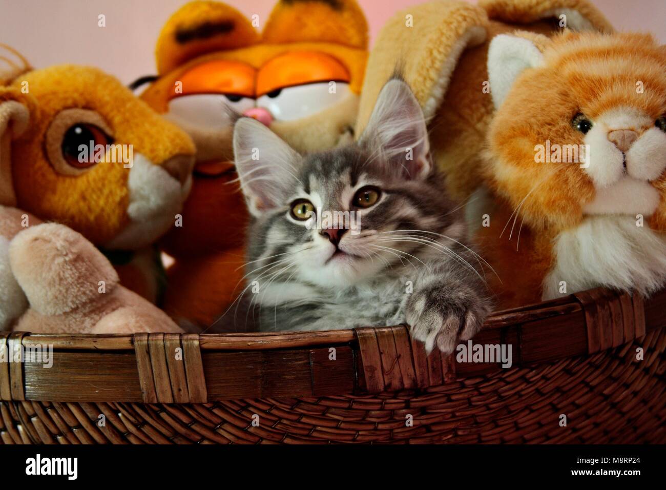 Norwegian forest cat male kitten in a basket with plush toys Stock
