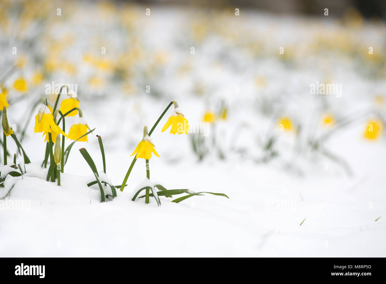 Narcissus. Daffodils in the snow in a park in Oxford, Oxfordshire, England Stock Photo