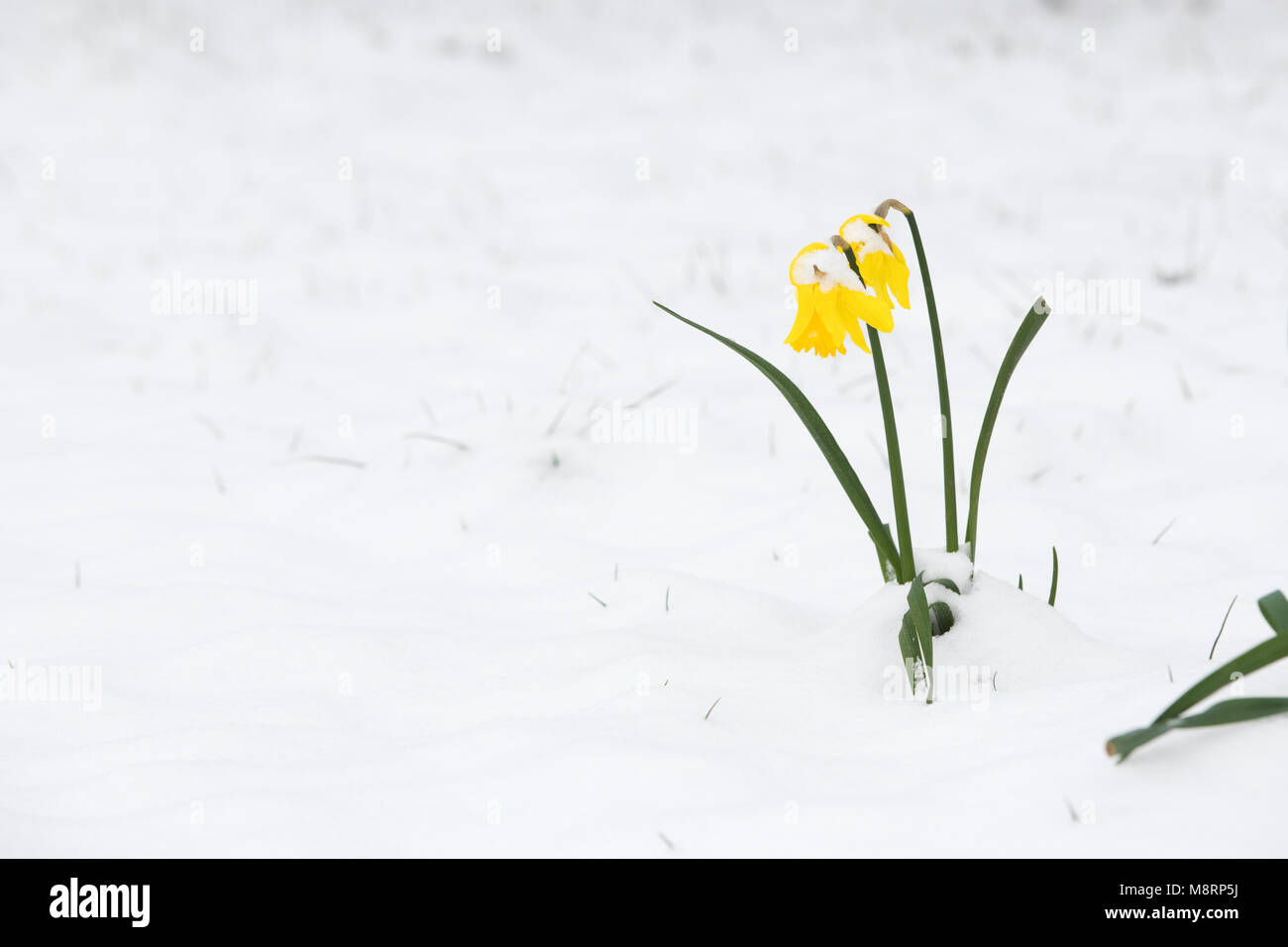 Narcissus. Daffodils in the snow in a park in Oxford, Oxfordshire