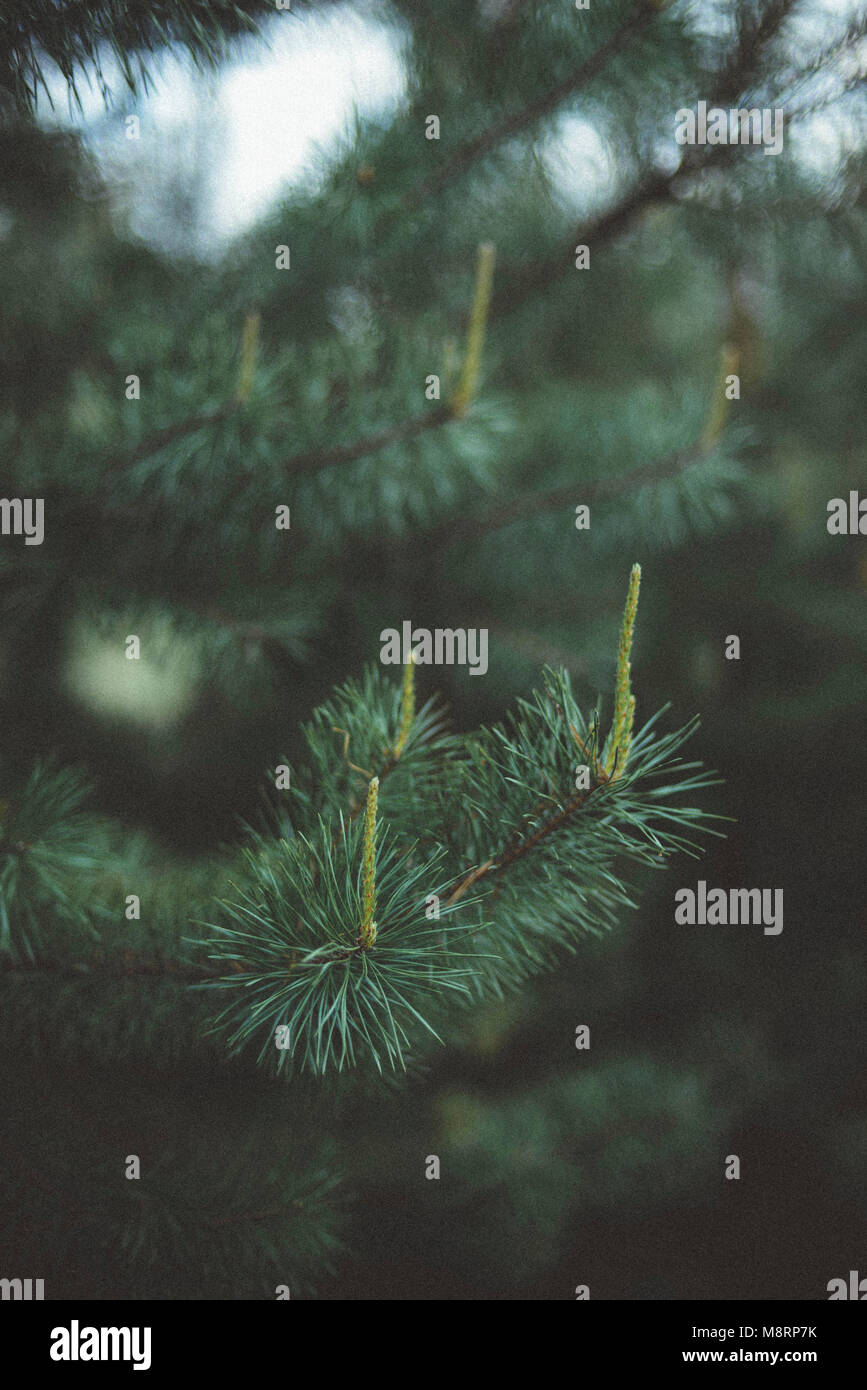 Close-up of pine tree growing in forest Stock Photo - Alamy