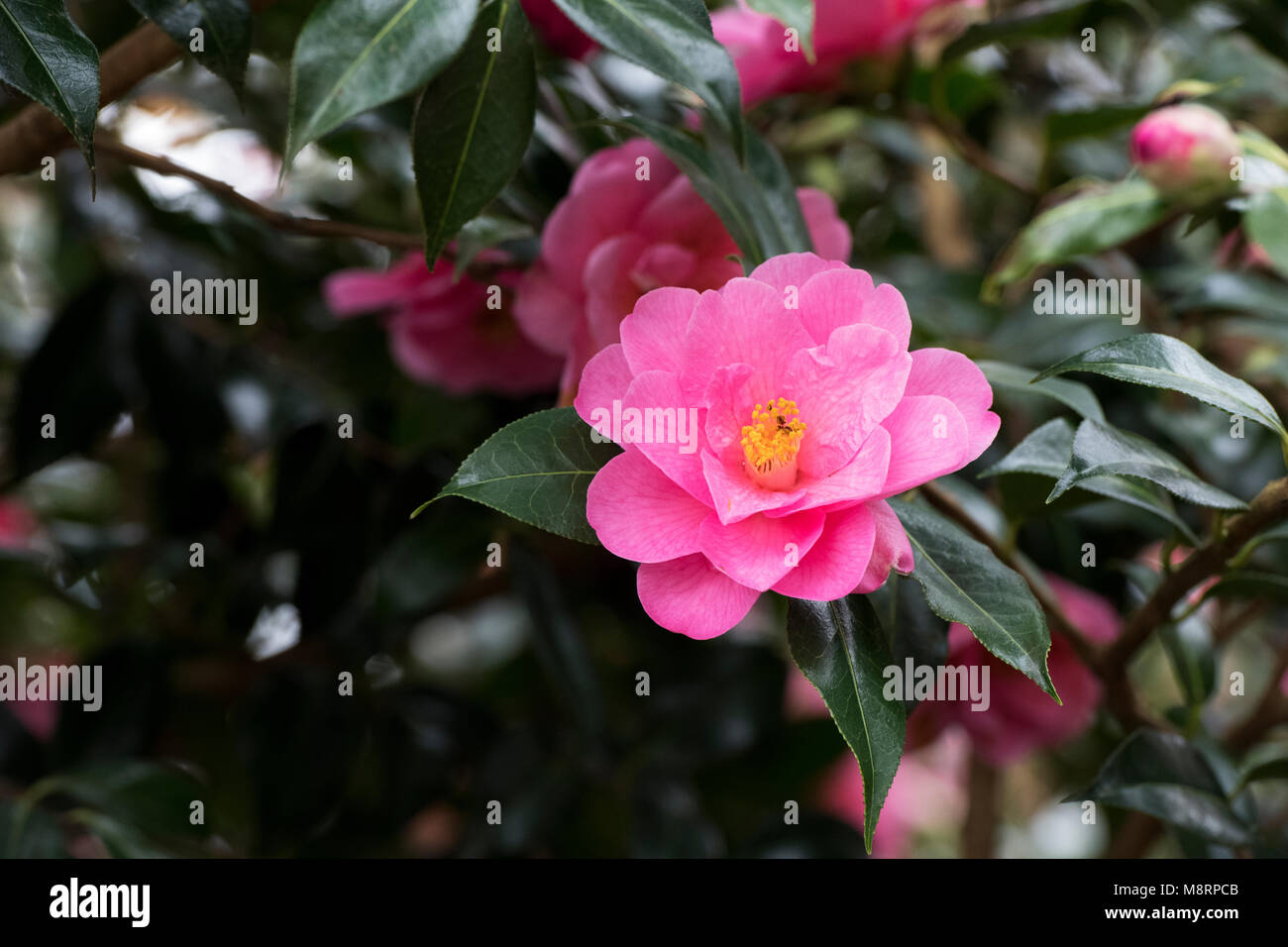 Camellia ‘Phyl doak’ flower in march. UK. Camellia reticulata ×