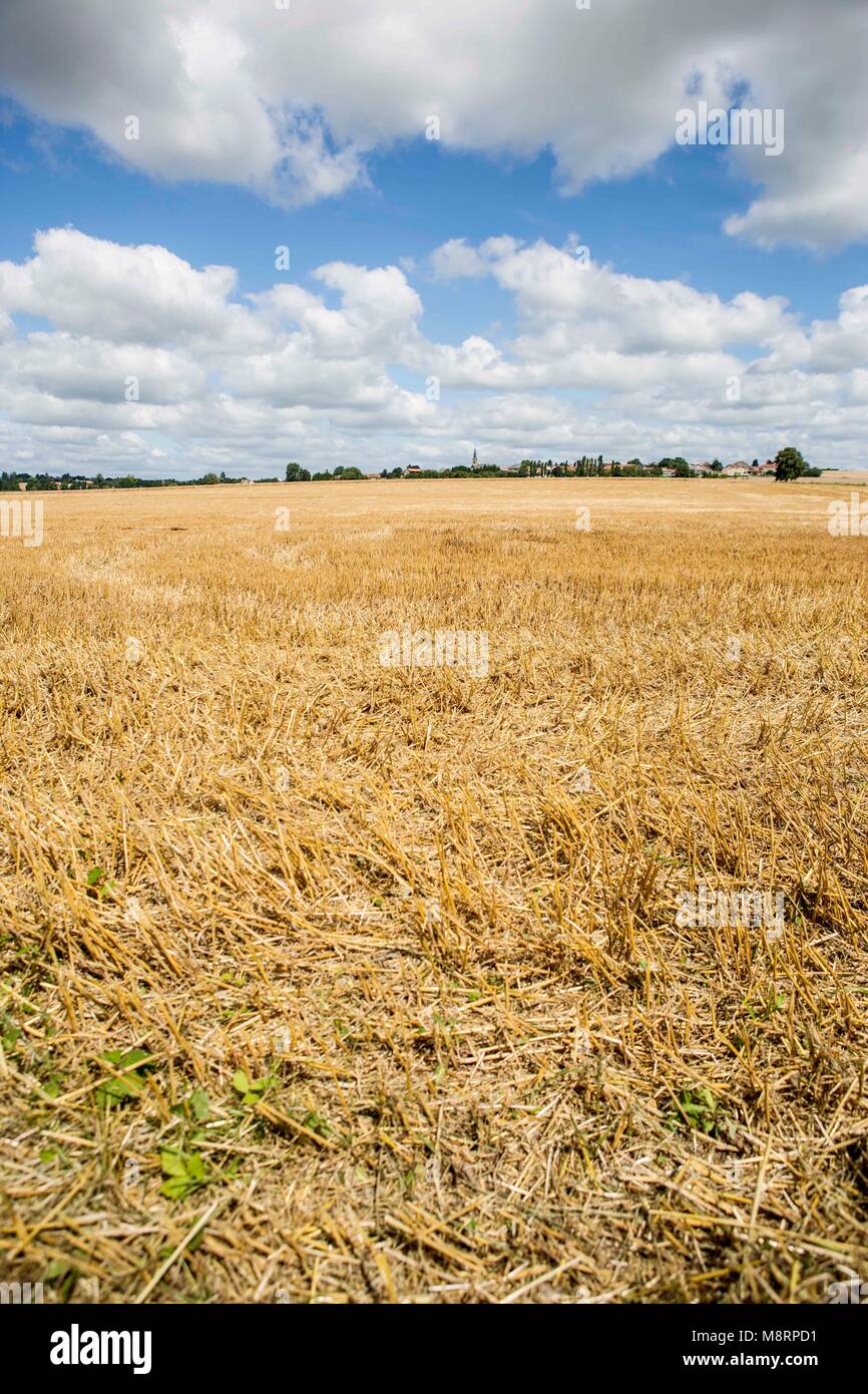 Blauer Sommerhimmel mit weißen Schönwetterwolken über einem abgeernteten Kornfeld in der französichen Chanpagne Nahe dem kleine Ort Grandpre. Die Regi Stock Photo