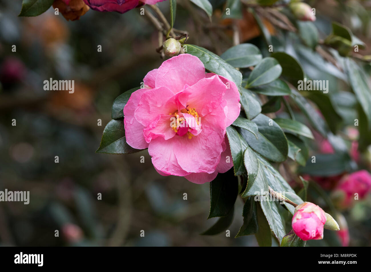 Camellia x williamsii ‘Grand jury’ flower in march. UK Stock Photo