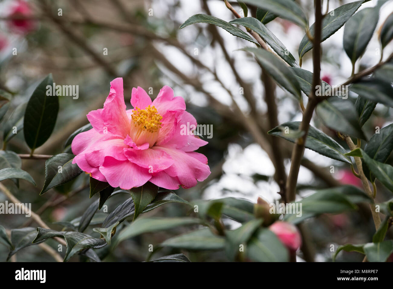 Camellia x williamsii ‘Muskoka’ flower in march. UK Stock Photo