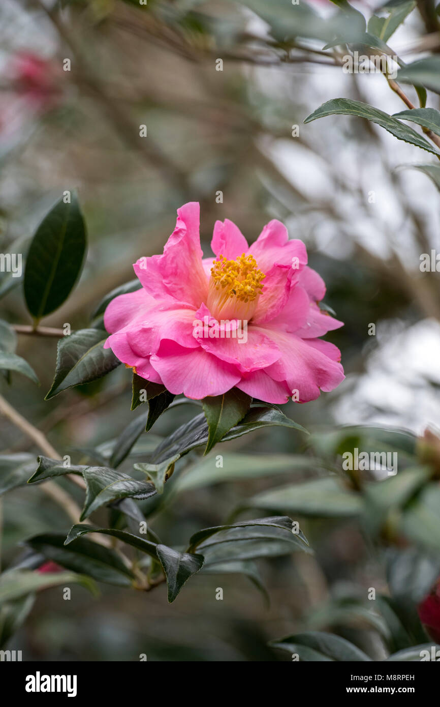 Camellia x williamsii ‘Muskoka’ flower in march. UK Stock Photo