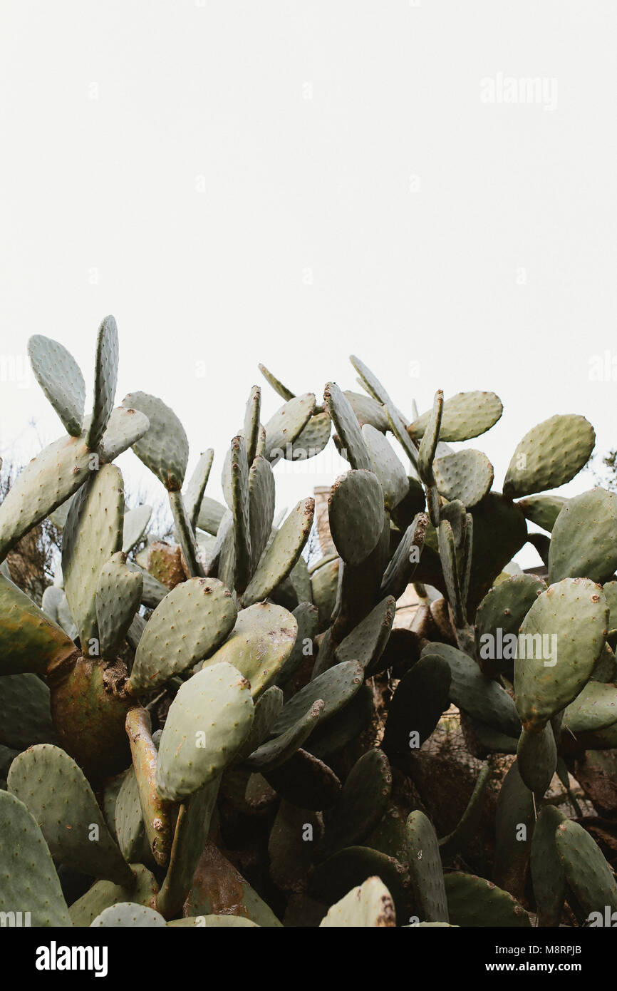 Low Angle View Cactus Plants High Resolution Stock Photography And Images Alamy