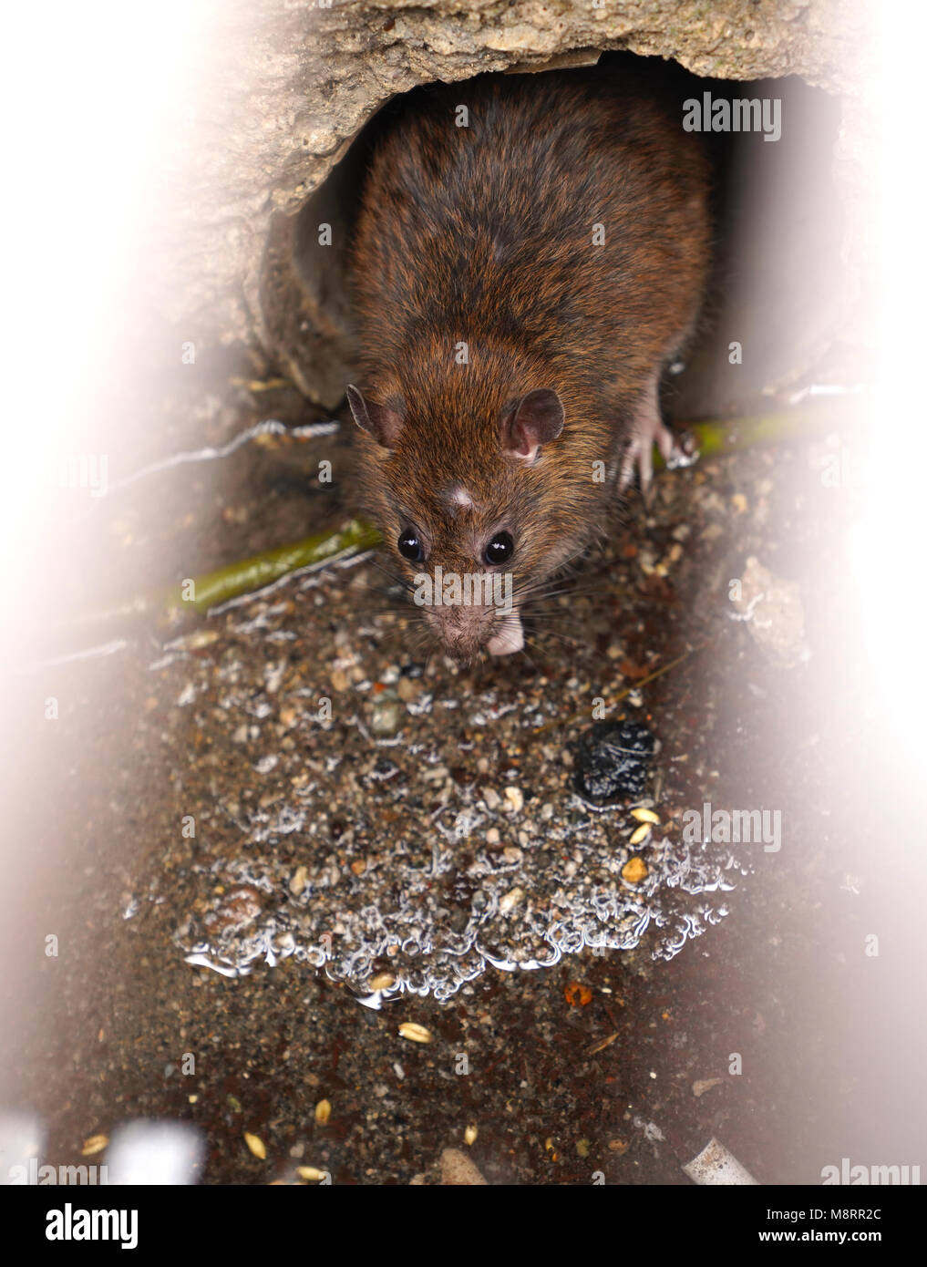 Rat on a sewer could bee seen from drain grate Stock Photo