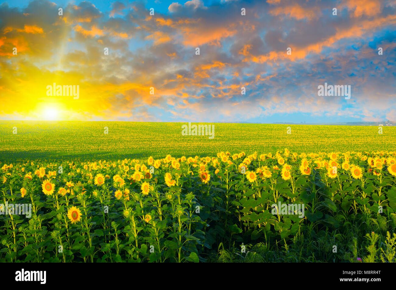 field of sunflowers and sunrise Stock Photo - Alamy