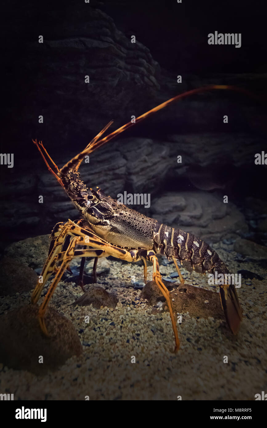 Beautifully shaped live spiny lobster in its natural underwater habitat