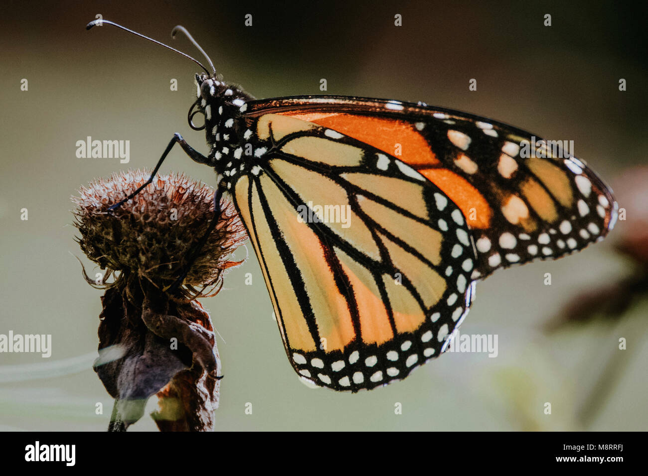 Close-up of monarch butterfly perching on wilted thistle Stock Photo