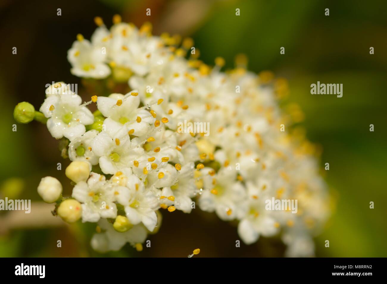 Close up viburnum tinus blossom Stock Photo Alamy