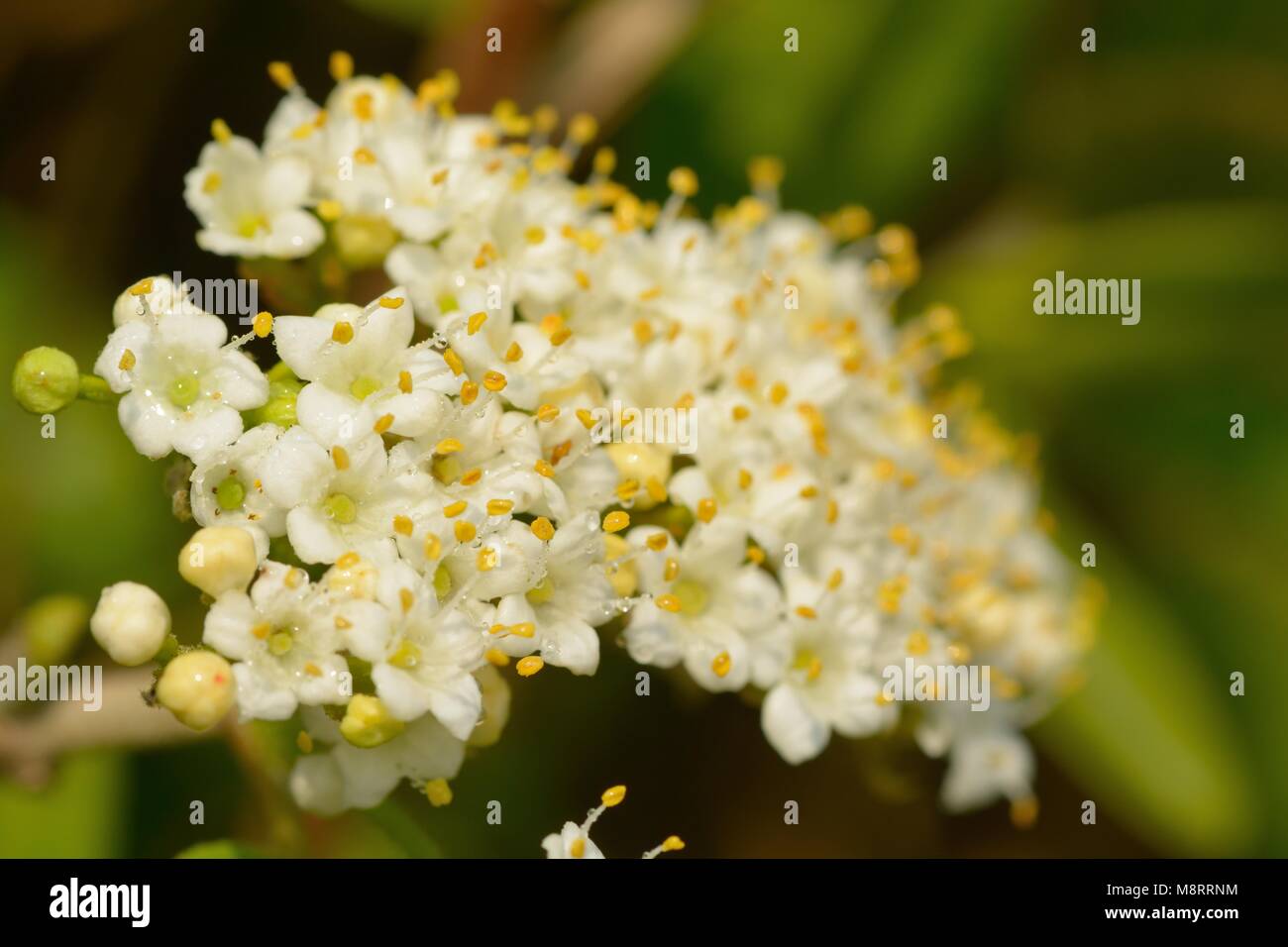 Close up viburnum tinus blossom Stock Photo Alamy