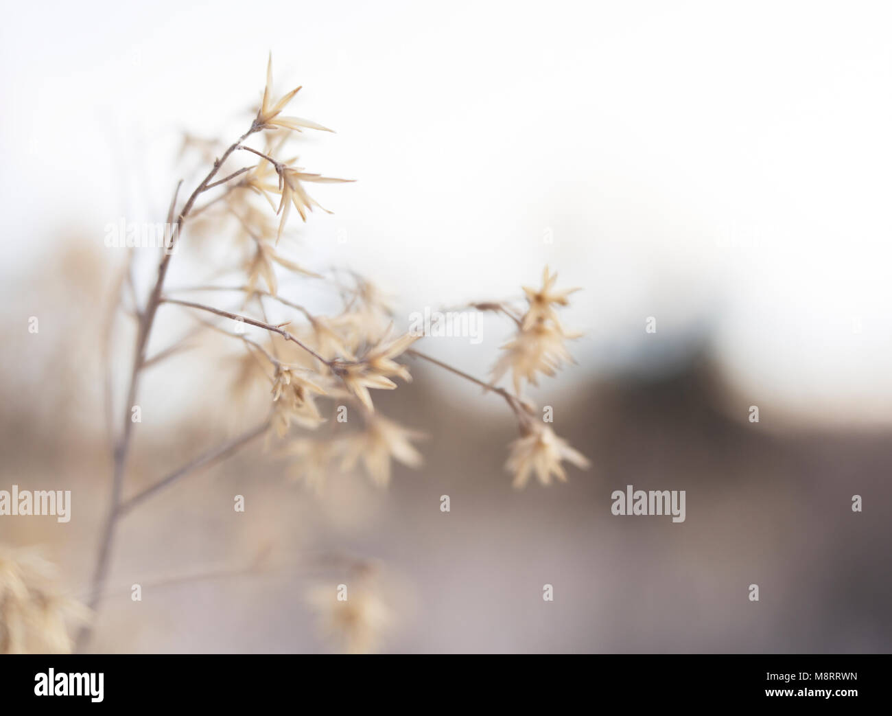Wildflowers blooming hi-res stock photography and images - Alamy