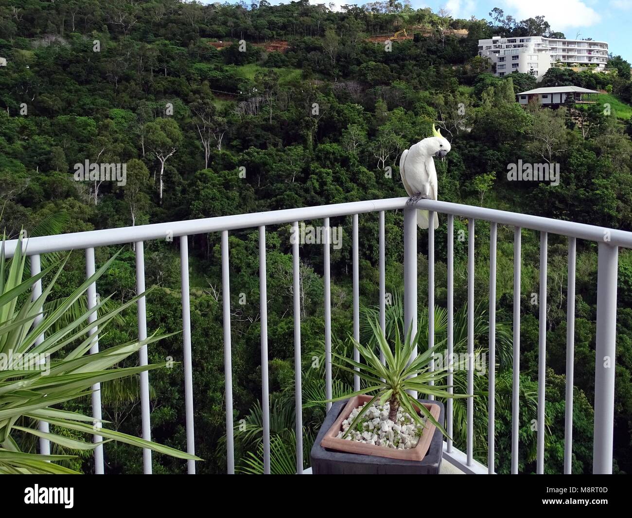 Yellow Crested Cockatoo posing on a balcony rail Stock Photo