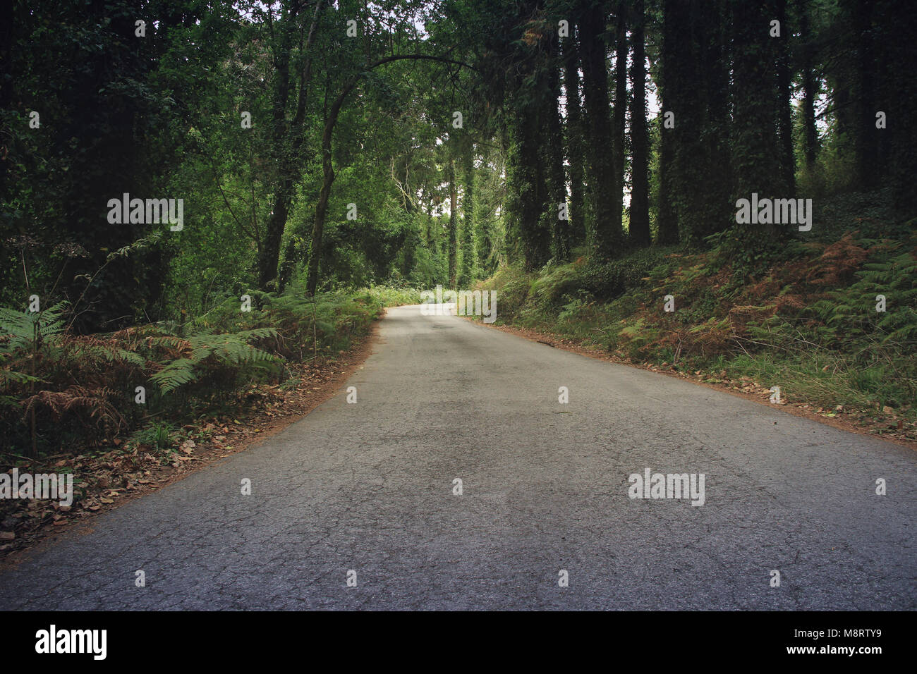 Empty road amidst trees at forest Stock Photo - Alamy