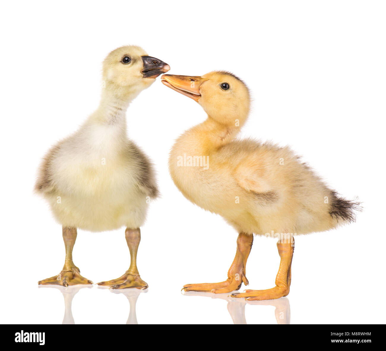 Cute little newborn fluffy gosling and duckling. Two young goose and ...