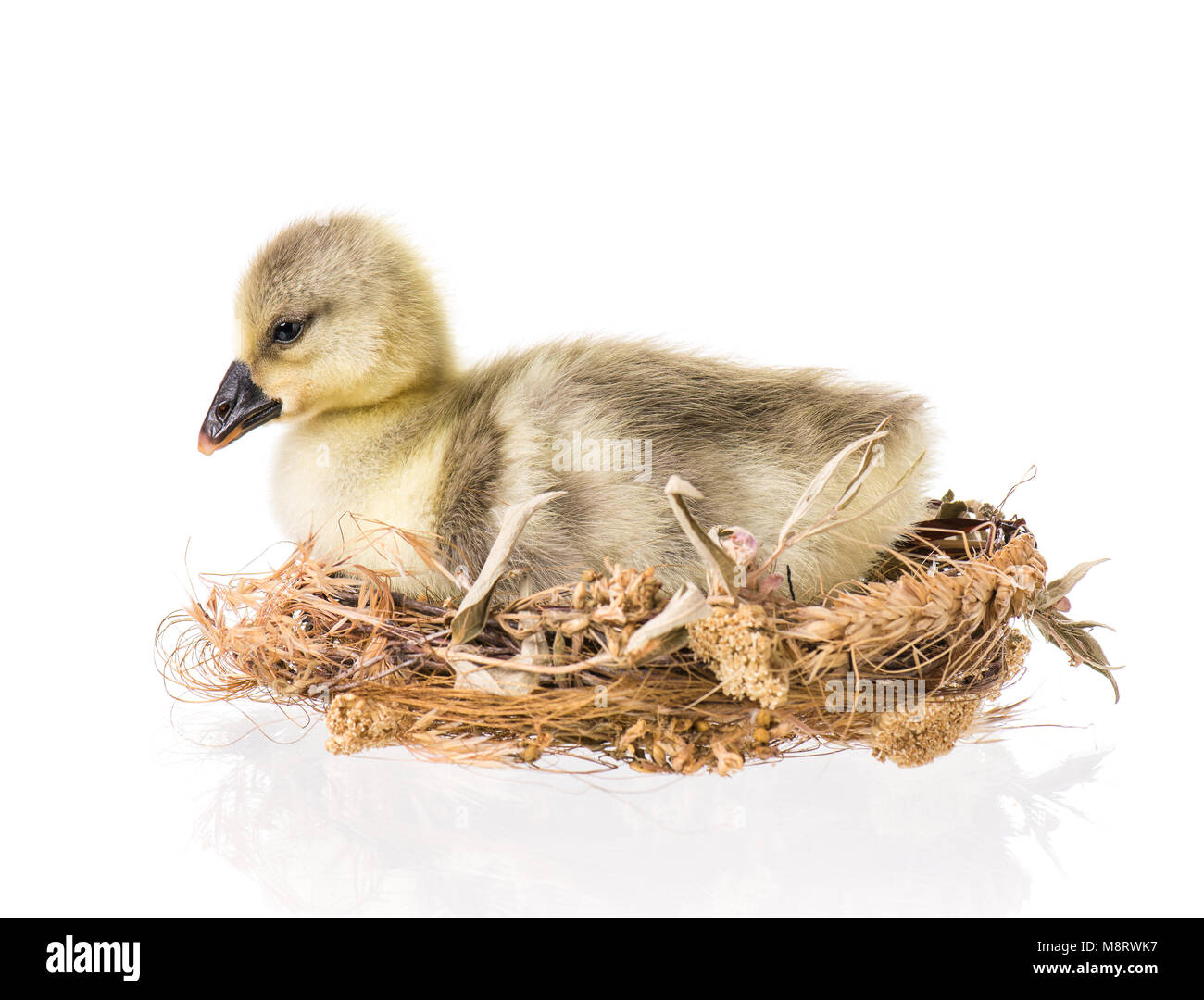 Cute little newborn fluffy gosling in nest. One young goose isolated on a white background. Nice geese big bird. Stock Photo