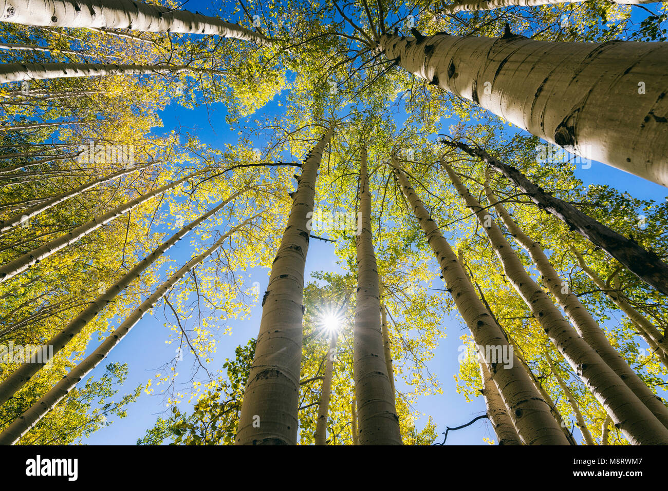 Low angle view of trees in forest during autumn Stock Photo - Alamy