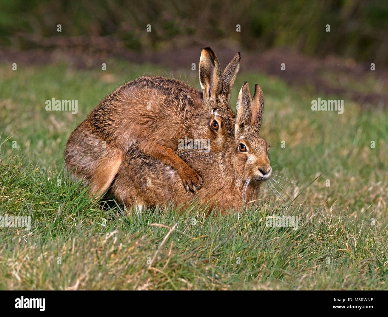 European brown hare mating Stock Photo - Alamy