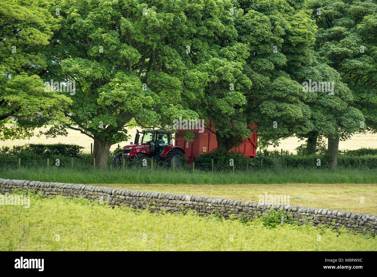 Travelling on narrow tree-lined track, bright, shiny, red tractor pulling trailer on farm track in scenic countryside - West Yorkshire, England, UK. Stock Photo