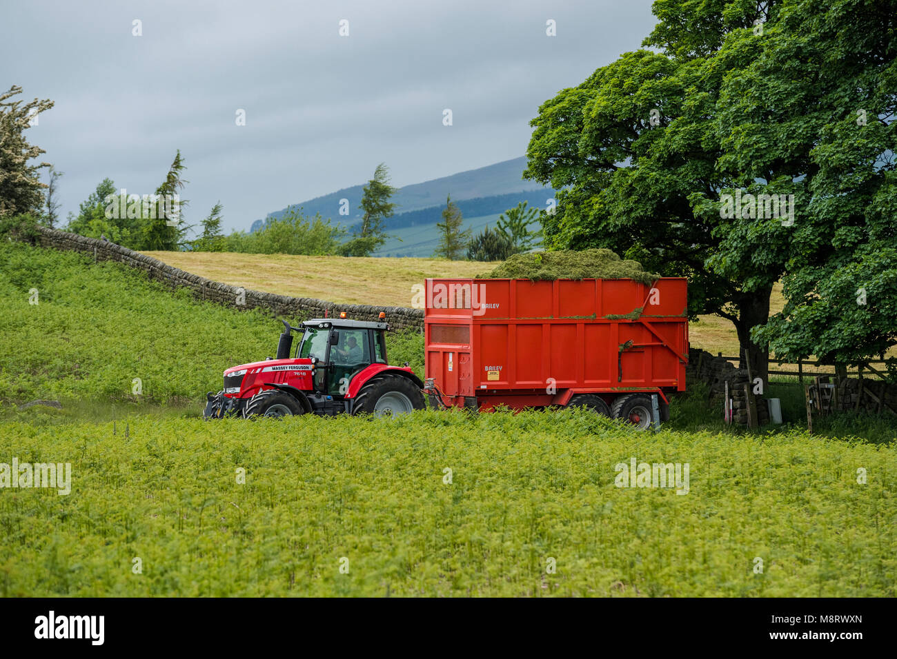 Bright red tractor pulling trailer on farm track in scenic countryside. Wagon is fully loaded with grass for silage - West Yorkshire, England, UK. Stock Photo