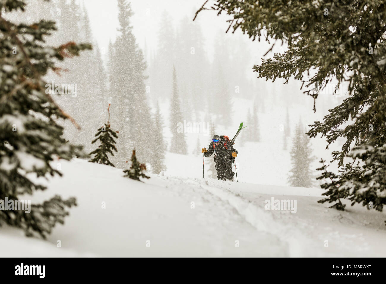 Walk In Deep Snow Person walking in deep snow hi-res stock photography and images - Alamy