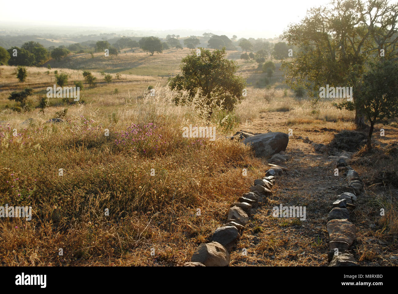 A typical Alentejo landscape on a sunny early morning. Stock Photo