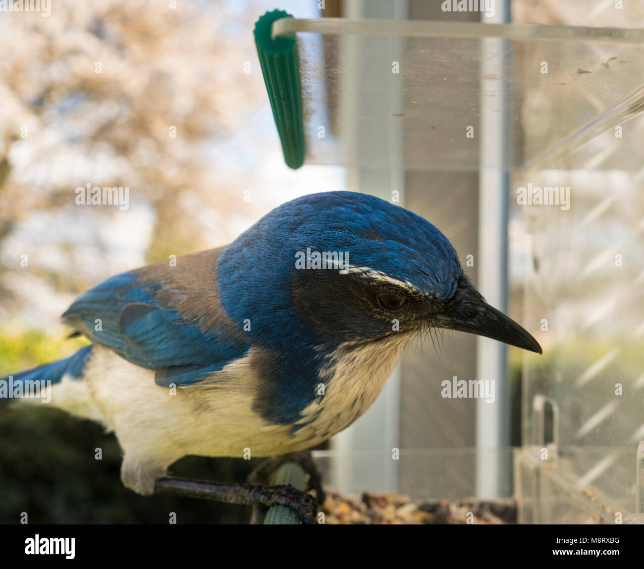 A large bird known as the California Scrub Jay takes over a feeder and grabs some seed Stock Photo