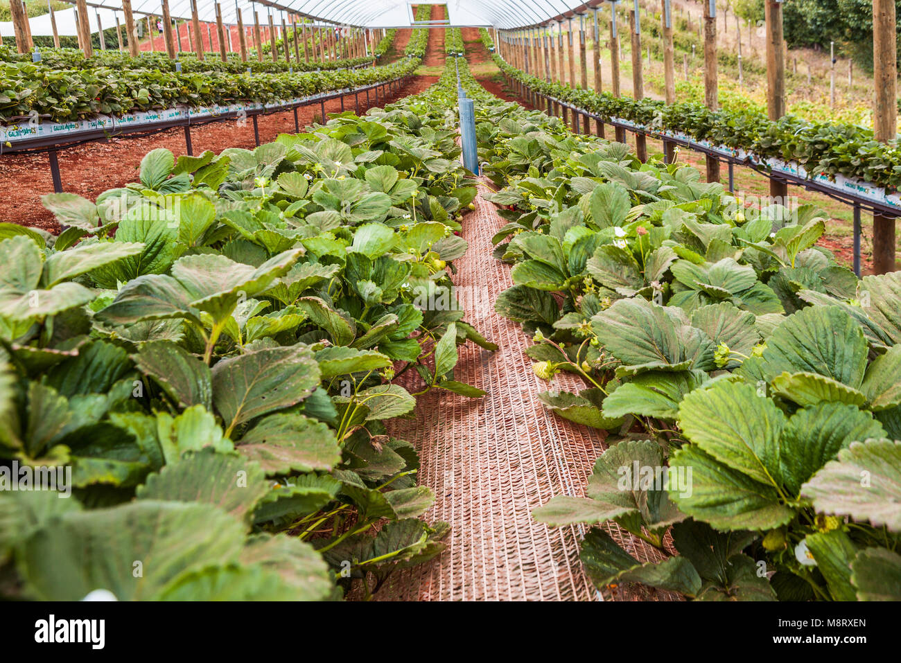 Strawberry farm uk hires stock photography and images Alamy