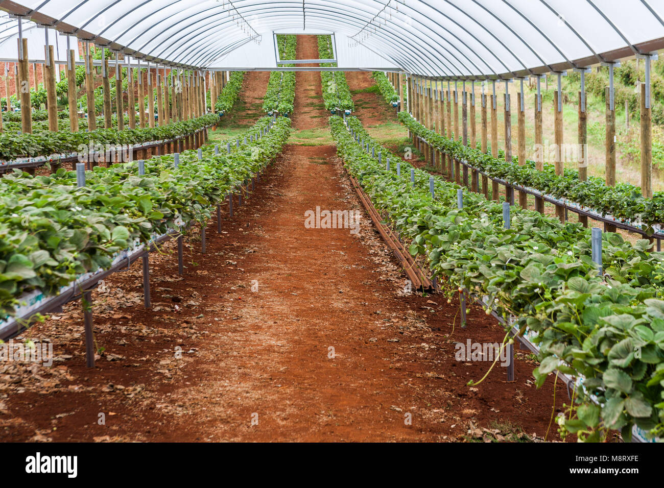 Rows of fresh strawberry plants in a greenhouse Stock Photo - Alamy