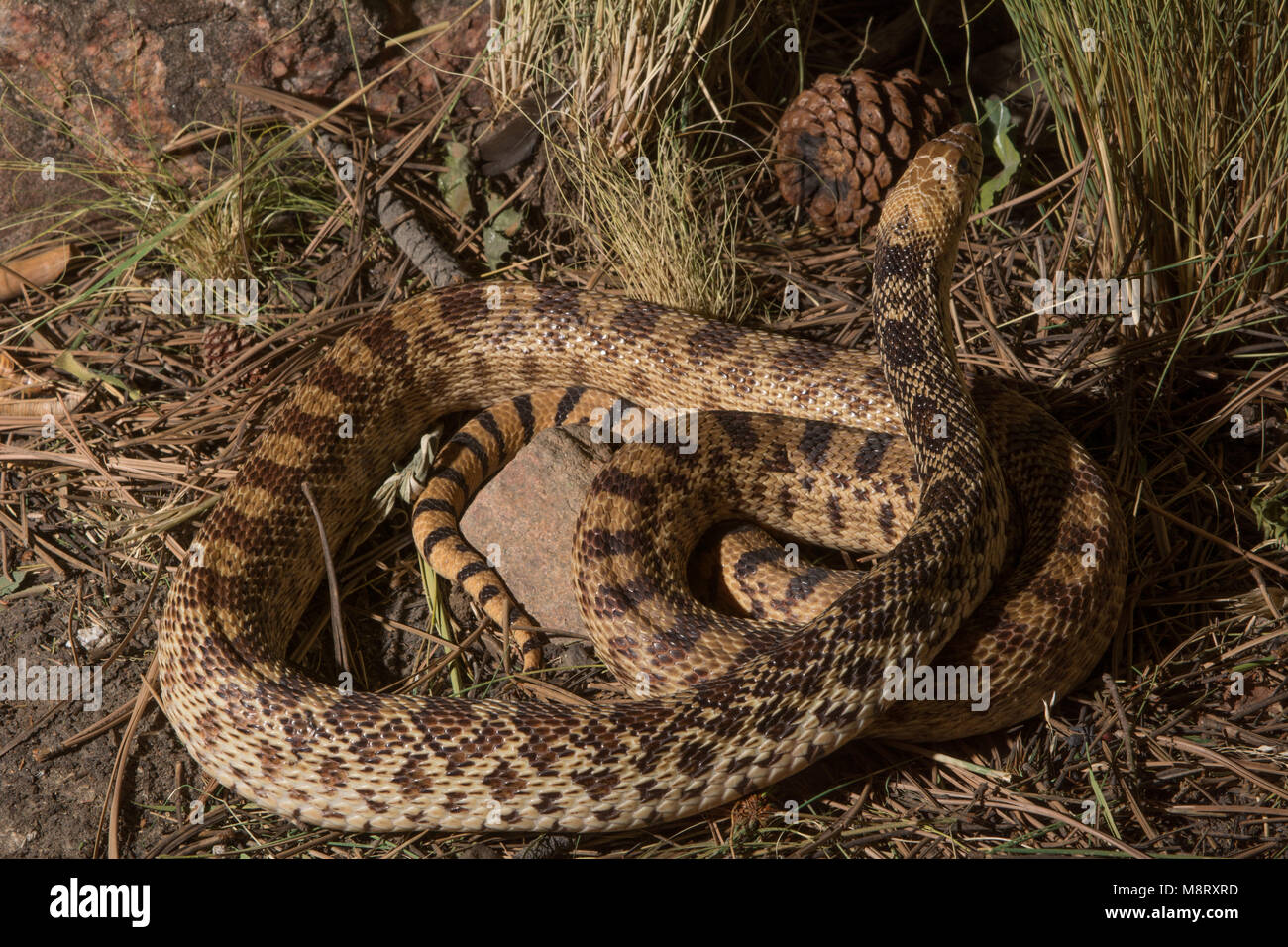 Bullsnake An adult male Bullsnake (Pituophis catenifer sayi), a common inhabitant ...