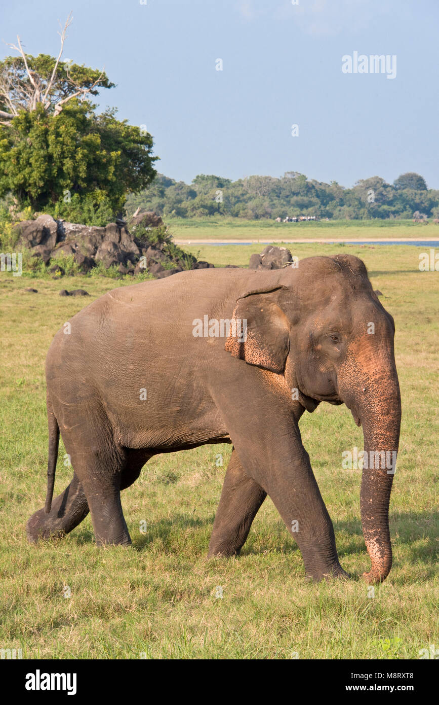 A single Sri Lankan elephant in Minneriya National Park on a sunny day with blue sky. Stock Photo