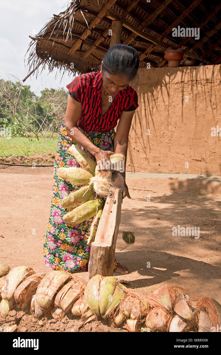 A friendly local Sri Lankan woman cutting the husk off a cocnut at her home - a small farm just outside Sigiriya. Stock Photo