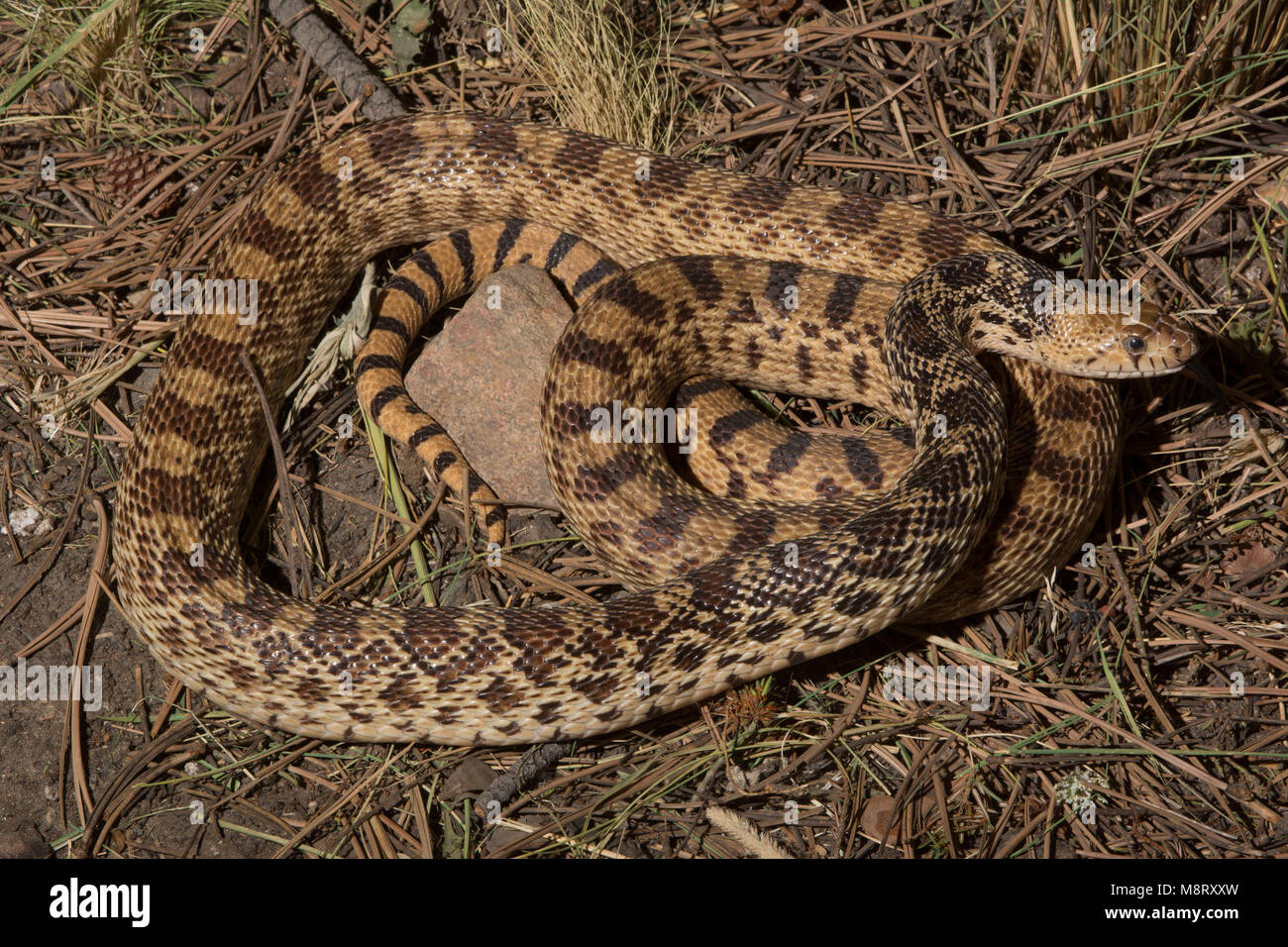 Bullsnake An adult male Bullsnake (Pituophis catenifer sayi), a common inhabitant ...