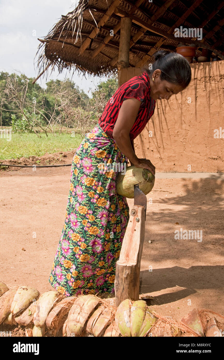 A friendly local Sri Lankan woman cutting the husk off a cocnut at her home - a small farm just outside Sigiriya. Stock Photo
