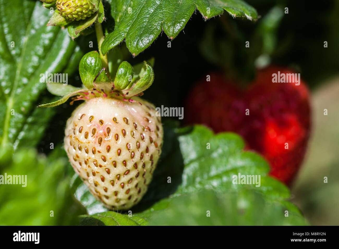 White strawberry - closeup on blurred background Stock Photo - Alamy