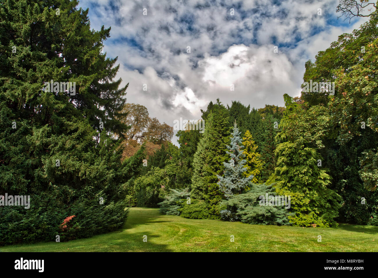 green trees in a public park Stock Photo - Alamy