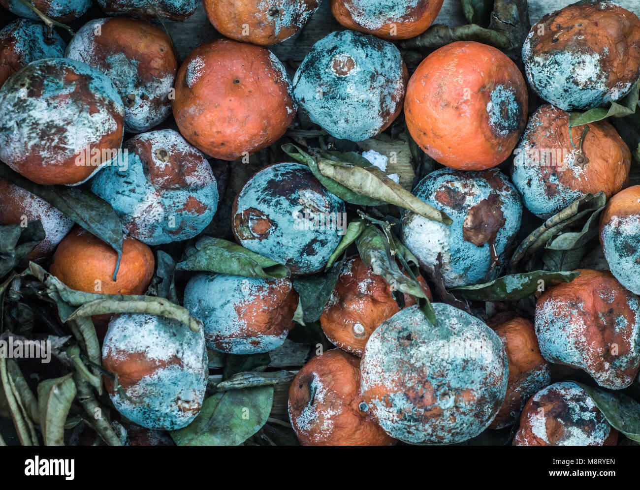Abstract Background Food Waste Texture Of Rotting Oranges Stock Photo