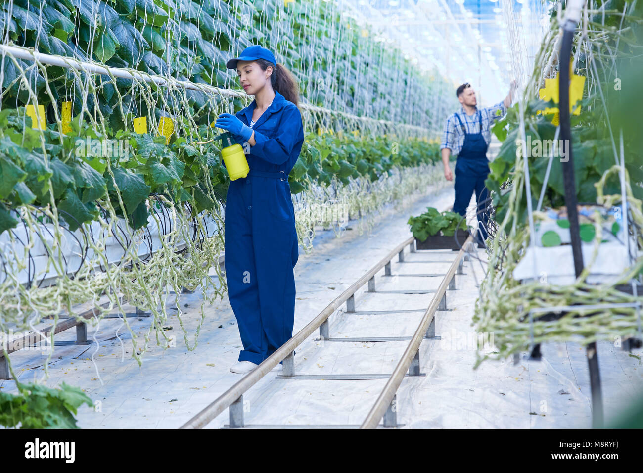 Two Workers in Greenhouse Stock Photo Alamy