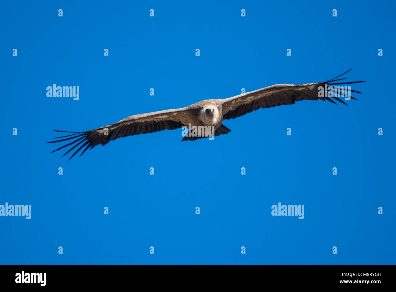 Griffon vulture, buitre leonado, gyps fulvus Stock Photo