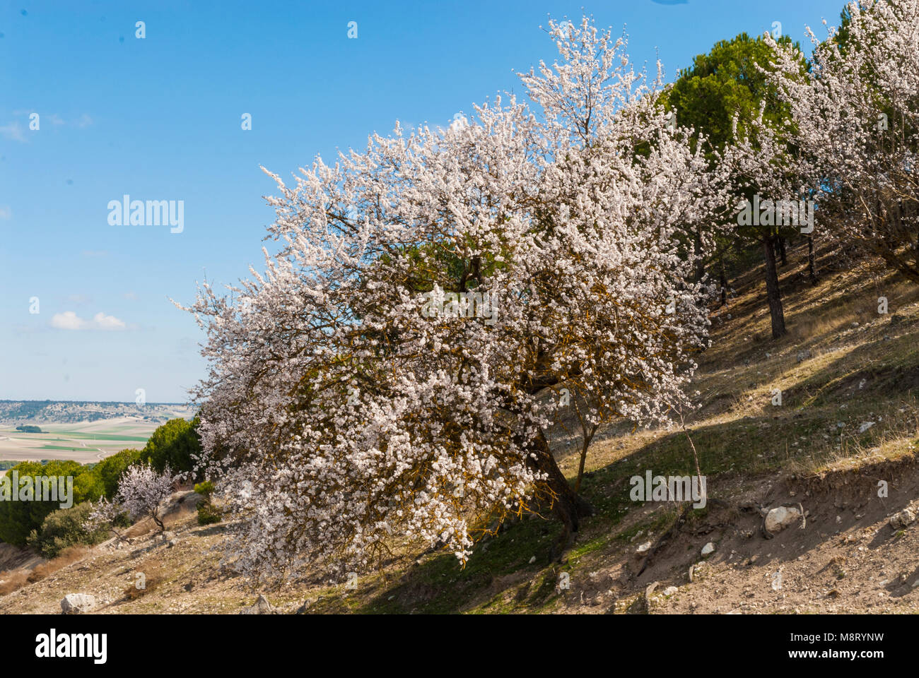 Almond tree with blossom Stock Photo