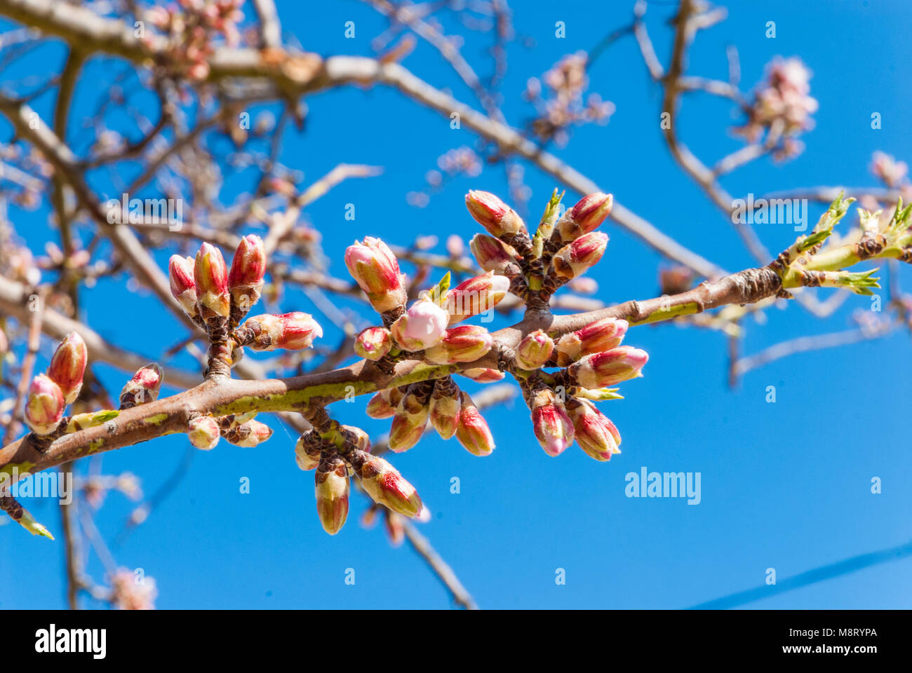 Almond tree with blossom Stock Photo