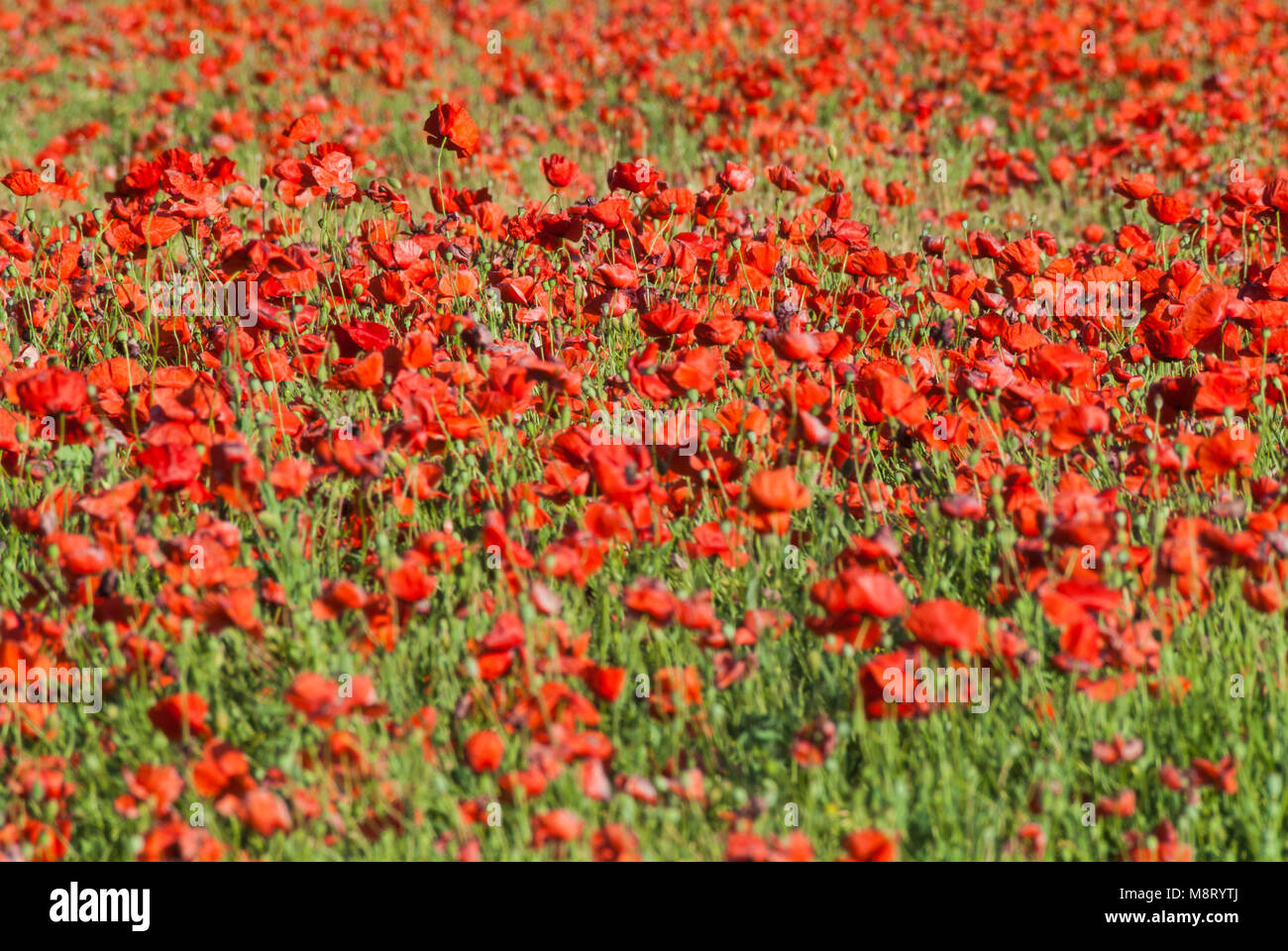 Poppy, amapola Stock Photo