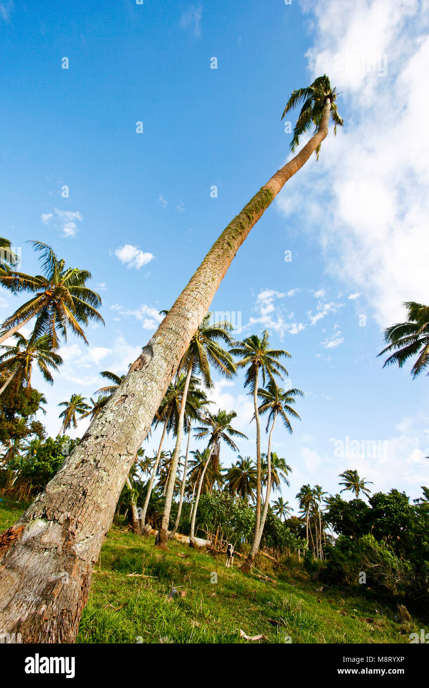 Palm tree. Lifuka island.Ha´apai lslands. Tonga. Polynesia Stock Photo