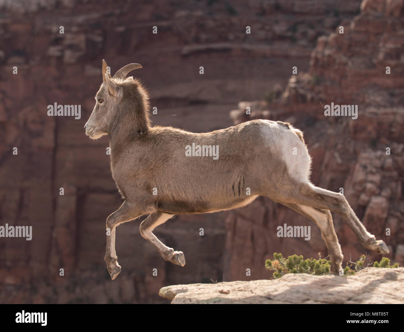 Bighorn sheep jumping hires stock photography and images Alamy