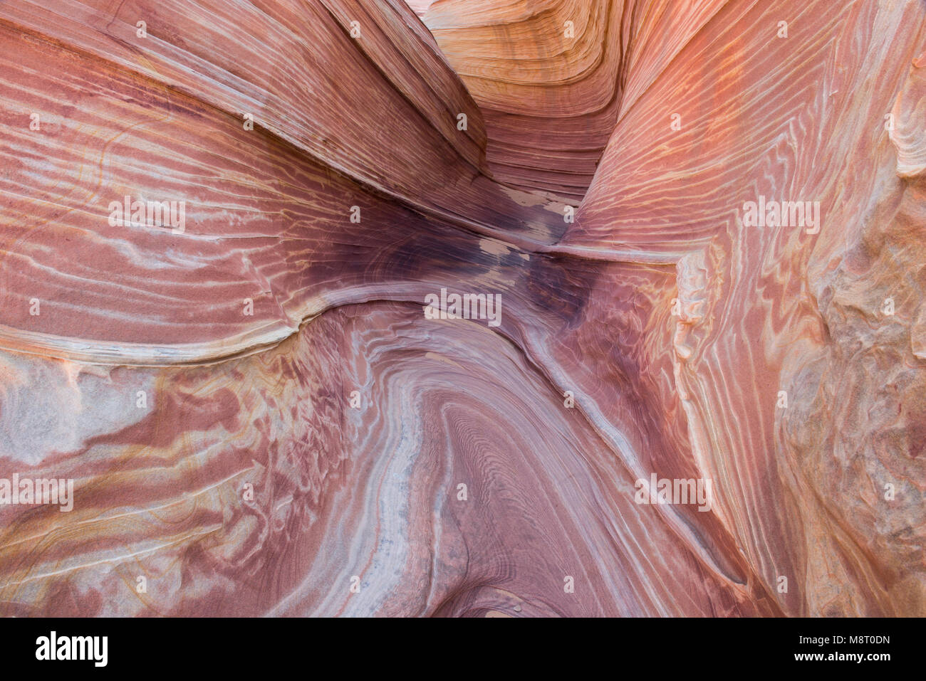 The Wave sandstone rock formation, located in Coyote Buttes North, Paria Canyon, Vermillion Cliffs Wilderness. Stock Photo